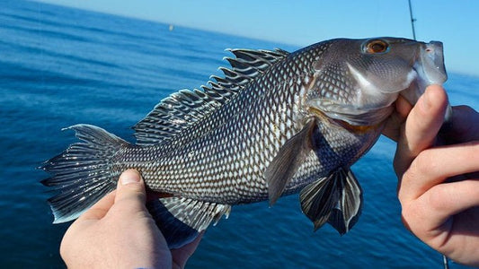 Sea Bass Fishing from a Kayak in NJ
