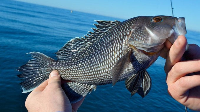 Sea Bass Fishing from a Kayak in NJ